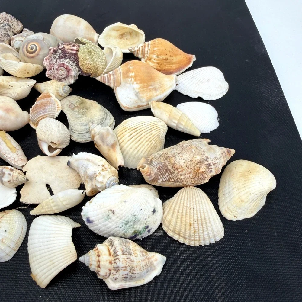 Sea Shells Lot Large White Tan‎ Good Natural Coastal Decor Crafting